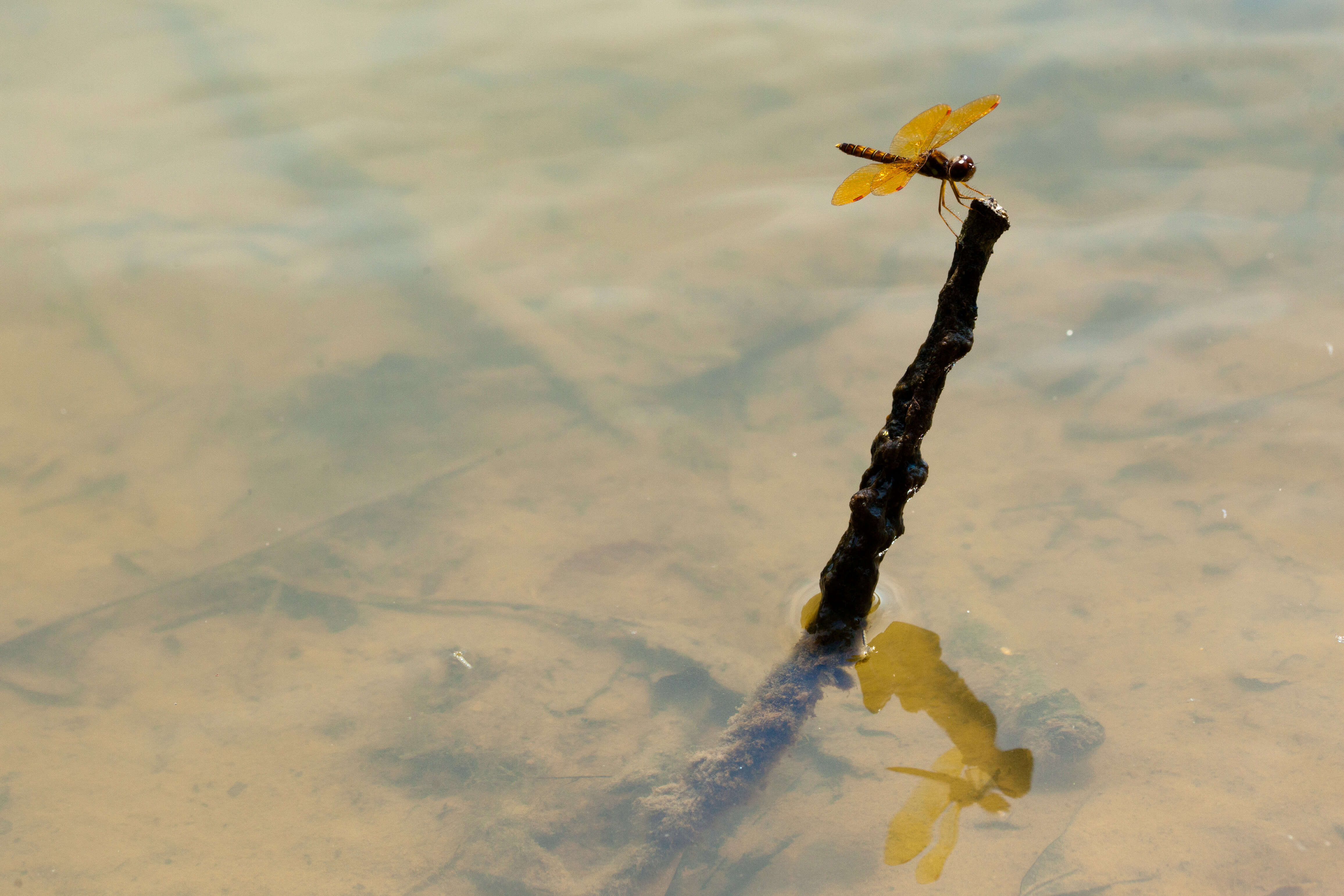 Image of Eastern Amberwing