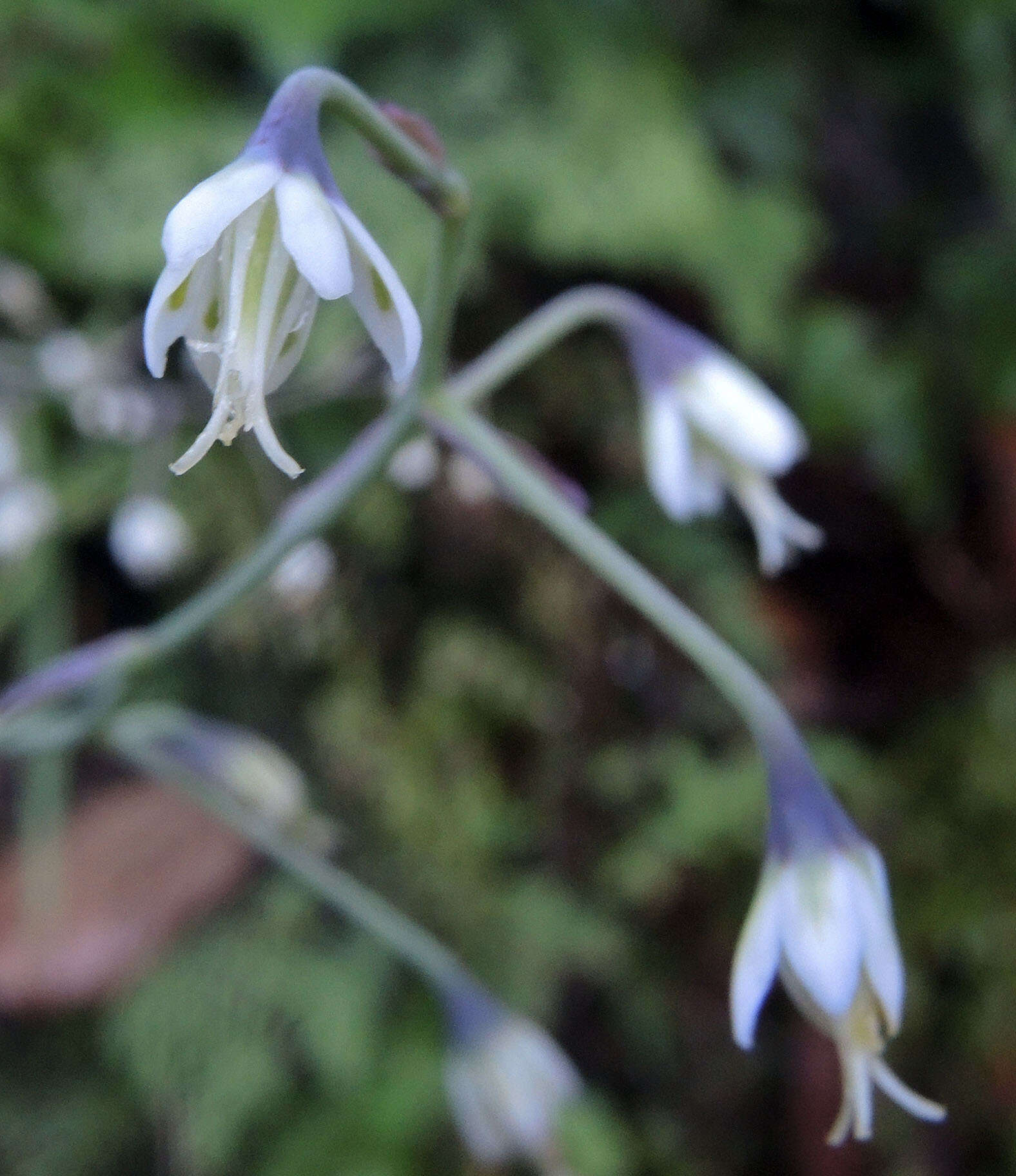 Image de Anticlea virescens (Kunth) Rydb.