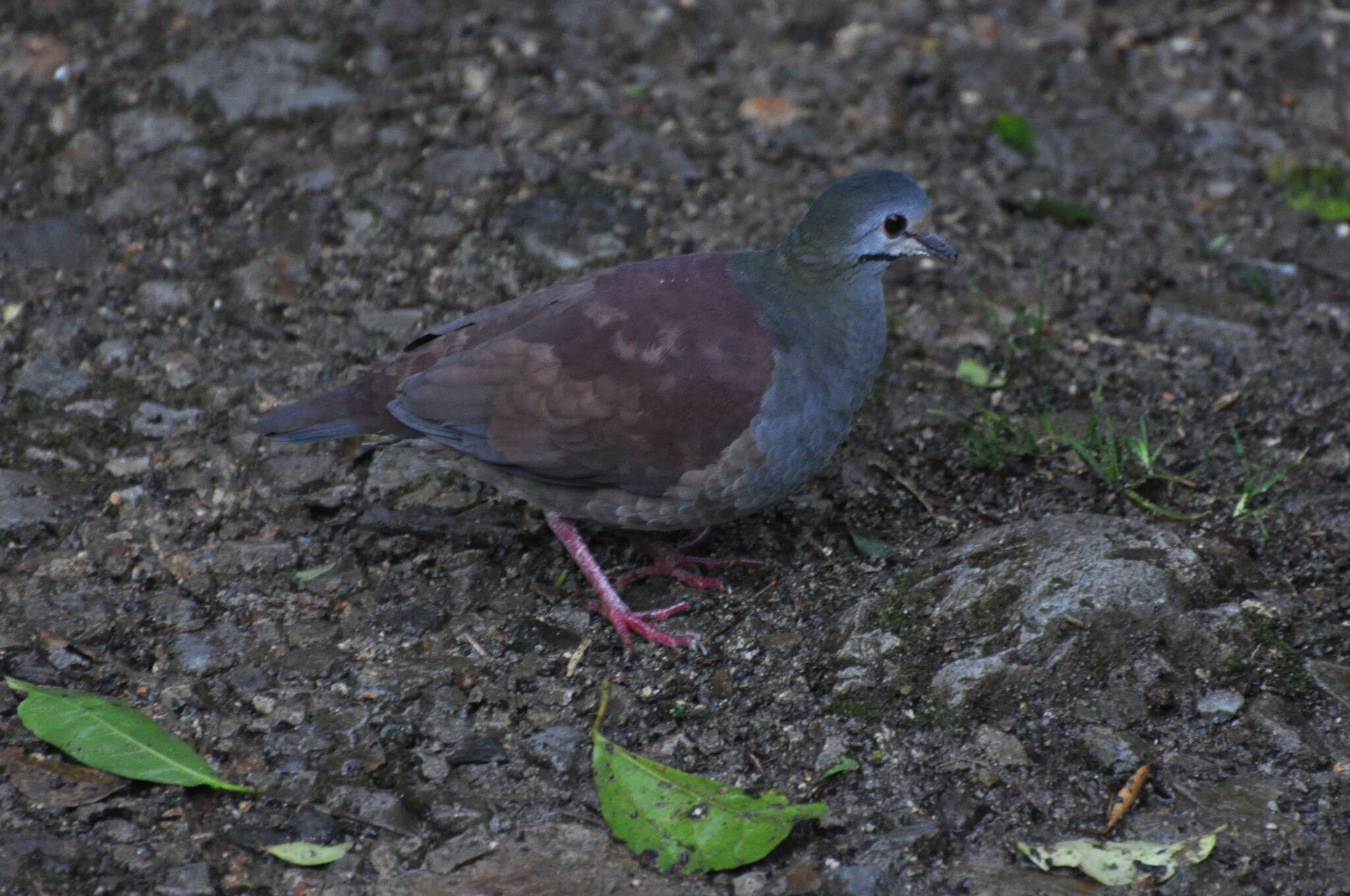 Image of Buff-fronted Quail-Dove