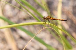 Image of Seaside Dragonlet