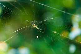 Image of Leucauge venusta (Walckenaer 1841)