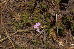 Image of Junellia occulta (Moldenke) N. O'Leary & P. Peralta