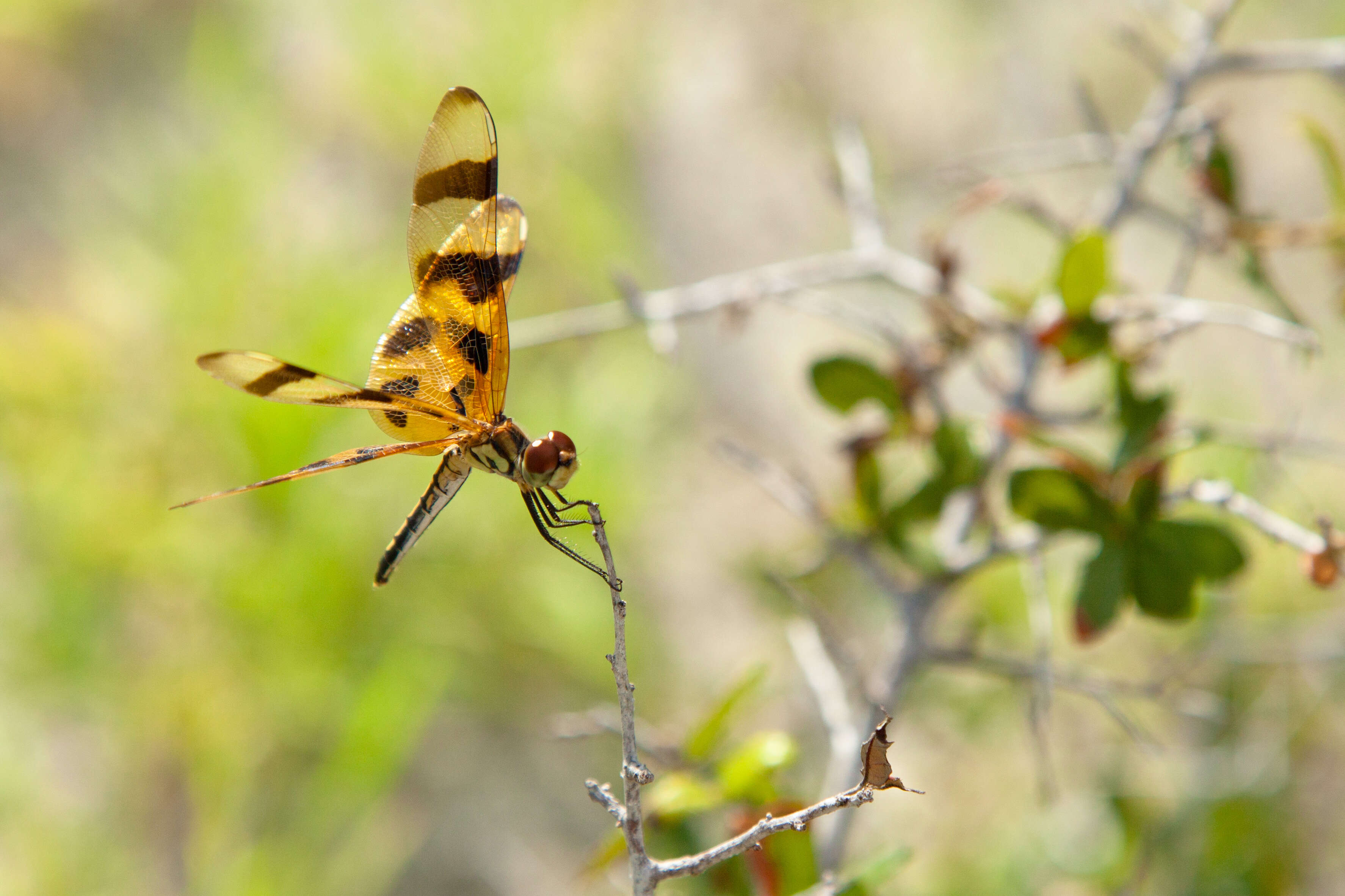 Celithemis eponina (Drury 1773) resmi