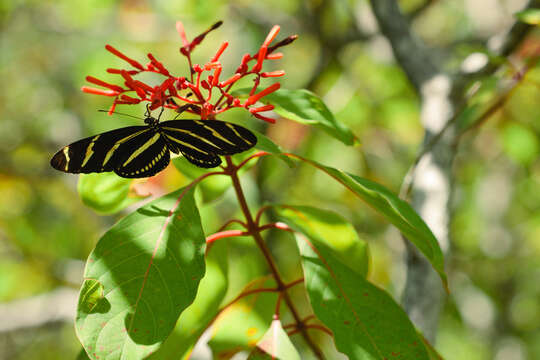 Image of Zebra Longwing