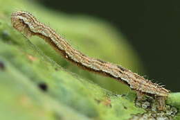 Image of tawny speckled pug