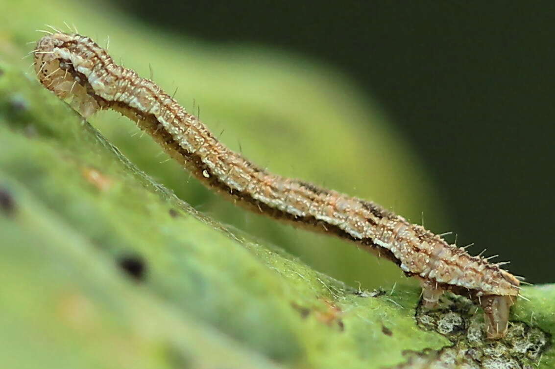 Image of tawny speckled pug