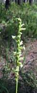 Image of Spiranthes sylvatica P. M. Br.