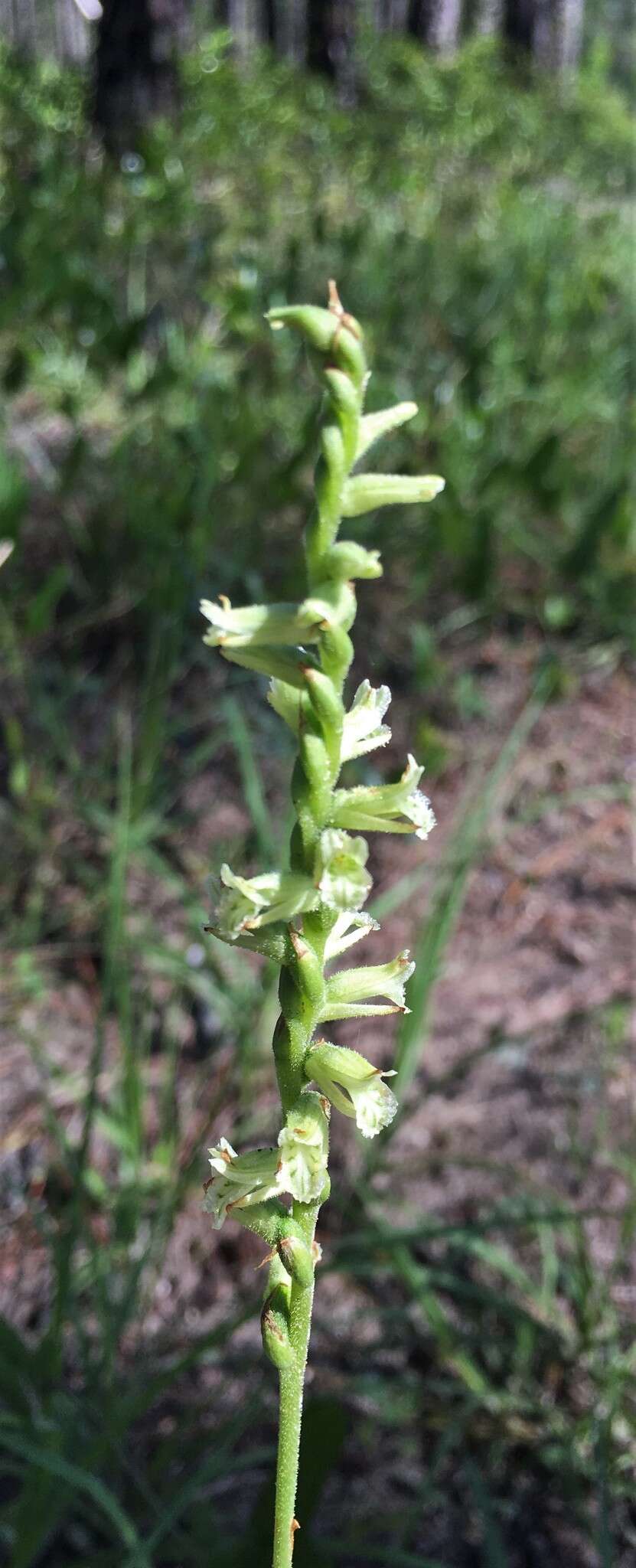 Image of Spiranthes sylvatica P. M. Br.