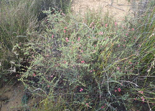 Image of Indigofera dillwynioides Harv.