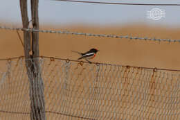 Image of Red-capped Robin