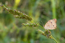 Image of Common buckeye