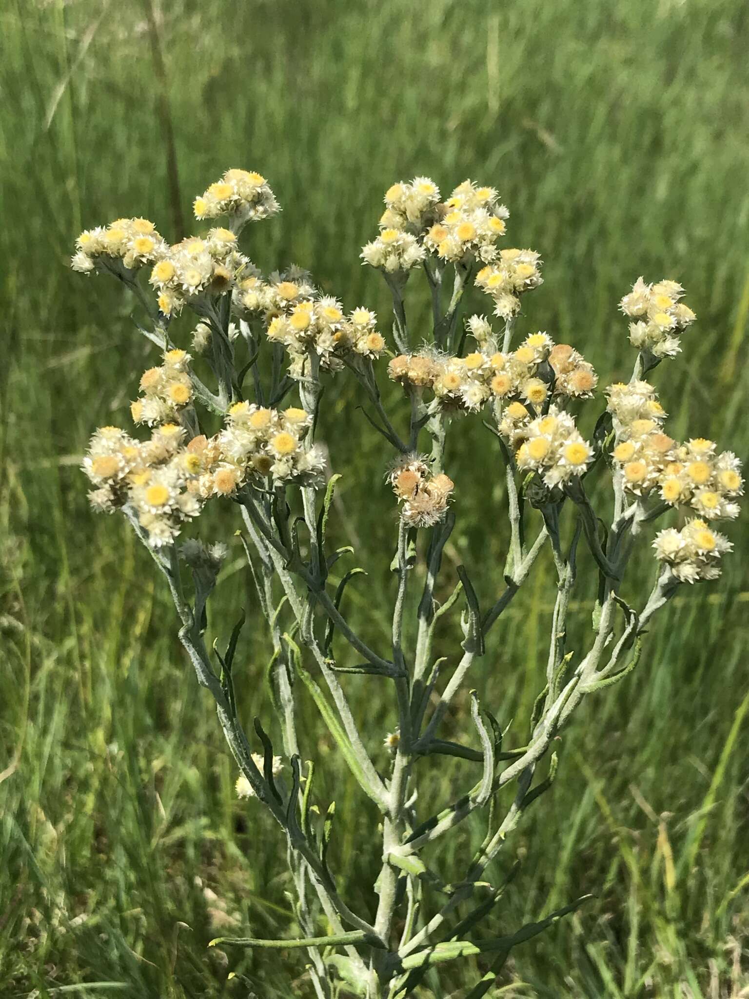 Слика од Pseudognaphalium oligandrum (DC.) O. M. Hilliard & B. L. Burtt