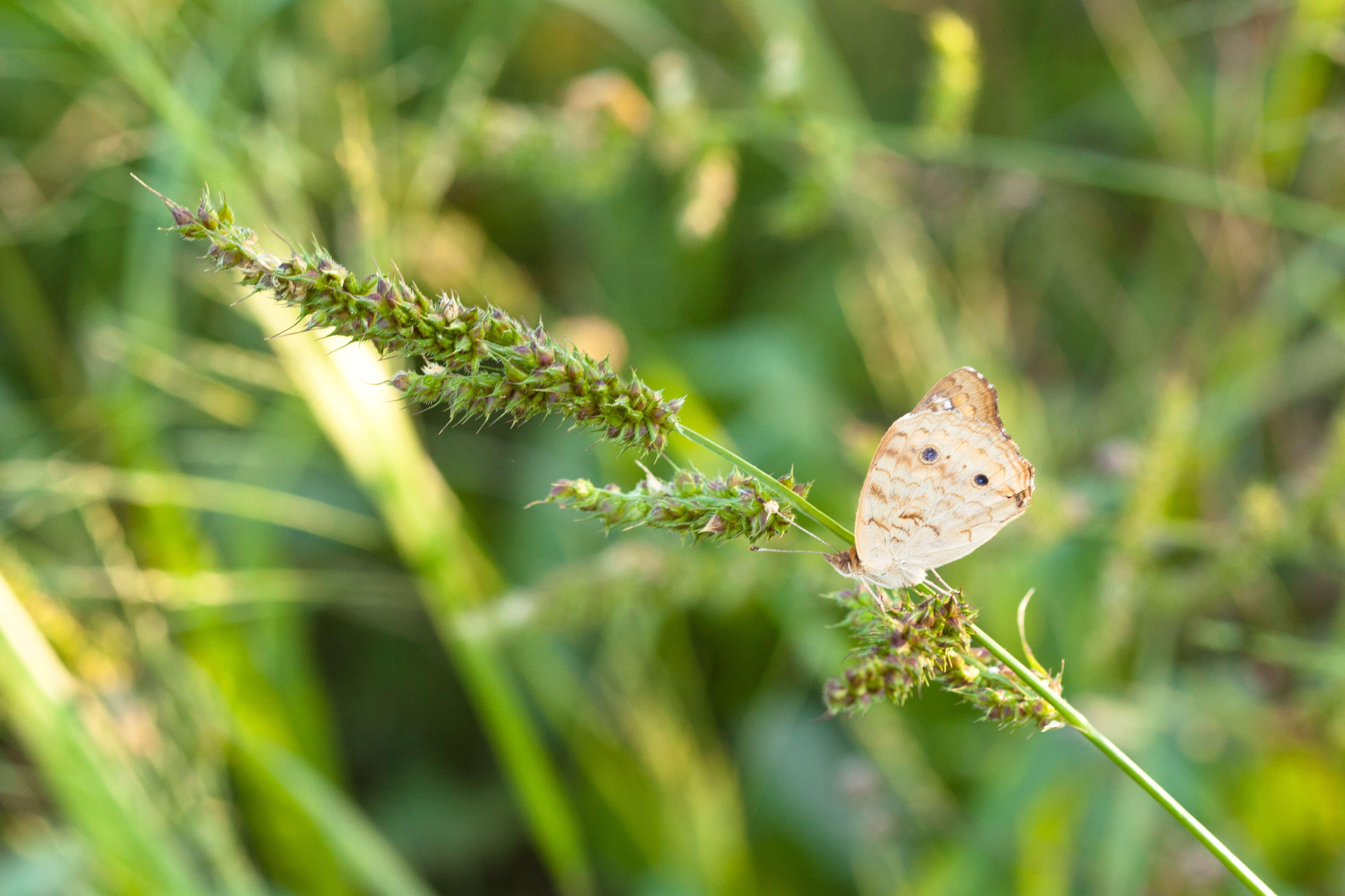 Image of Common buckeye