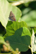 Image of Gray Hairstreak