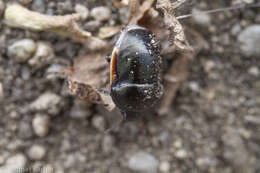 Image of Corimelaena (Parapora) incognita (McAtee & Malloch 1933)