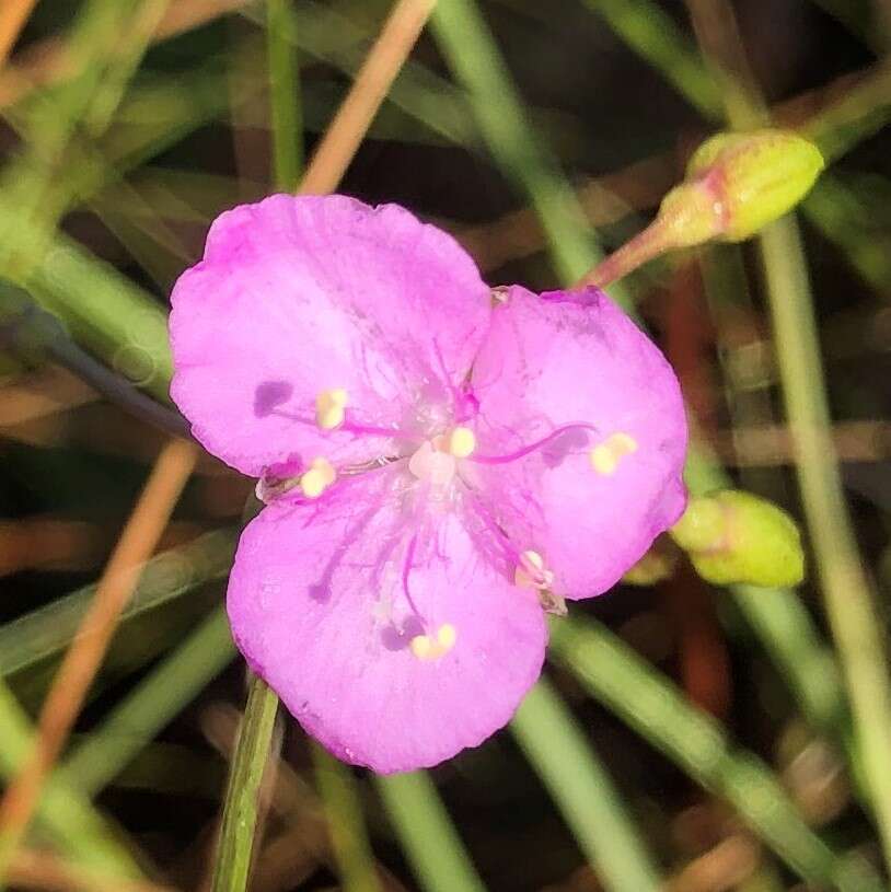 Image de Callisia graminea (Small) G. C. Tucker