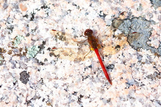 Image of Autumn Meadowhawk