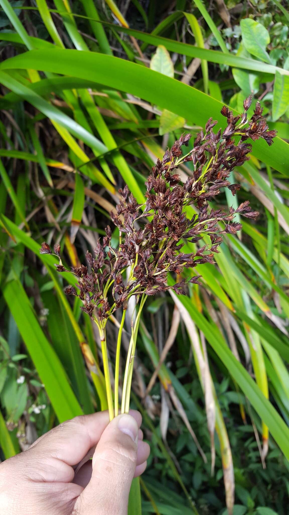 Image of Machaerina iridifolia (Bory) T. Koyama