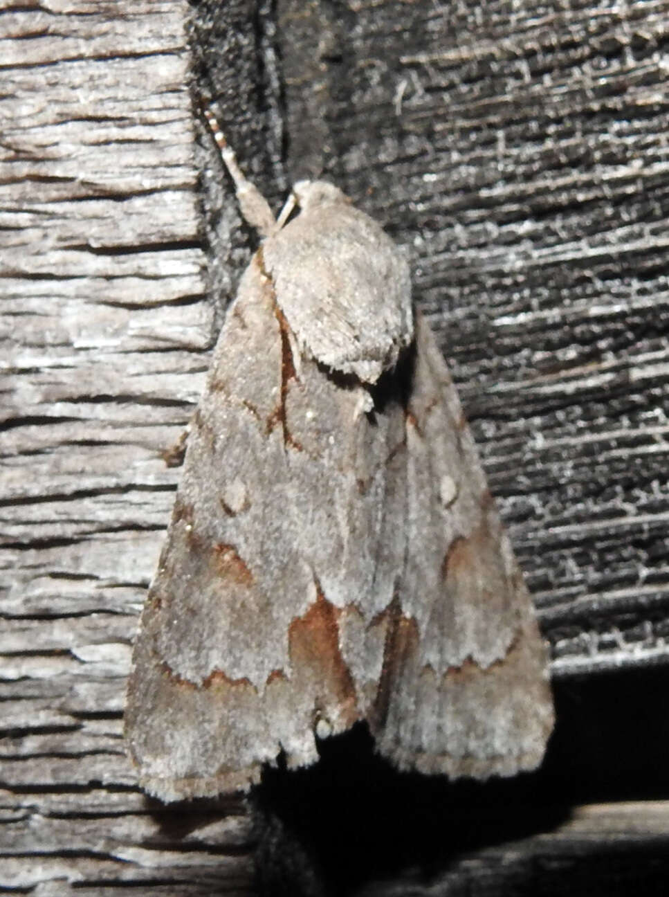 Image of Triton Dagger Moth