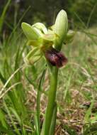 Image of Ophrys fusca subsp. fusca