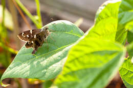 Image of Long-tailed Skipper