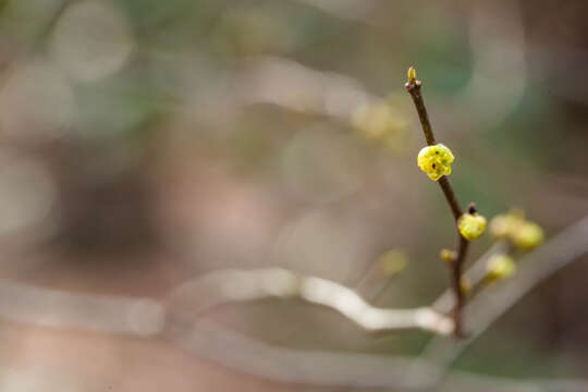 Image of northern spicebush