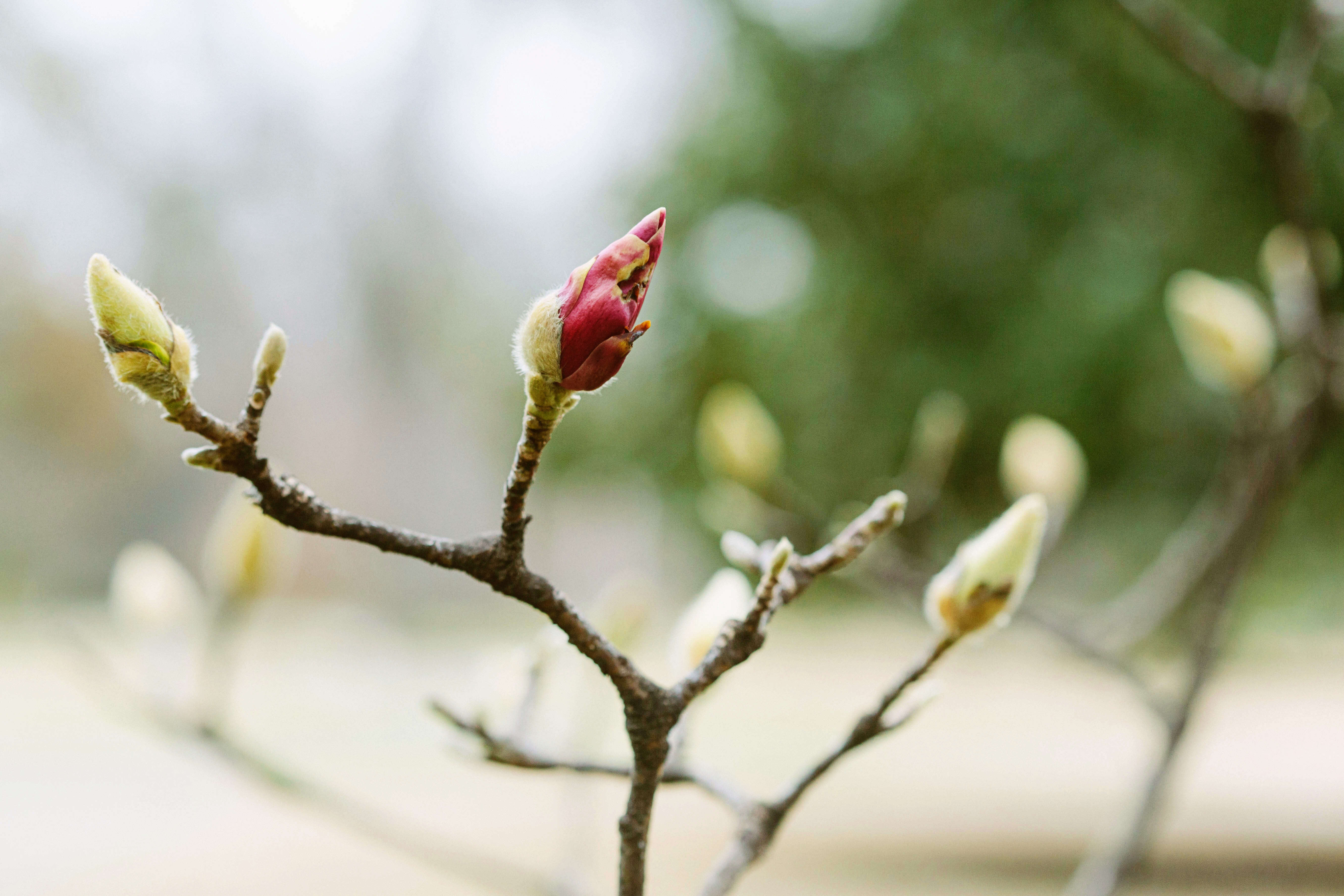 Image of Saucer magnolia