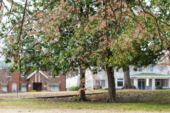 Image of American elm