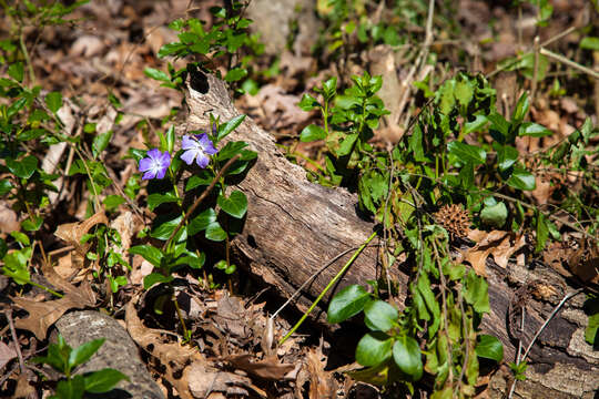 Image of Common Periwinkle