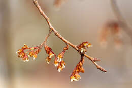 Plancia ëd Ulmus americana L.