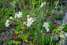 Image of Dianthus acicularis Fisch. ex Ledeb.