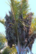 Image of Giant Palm