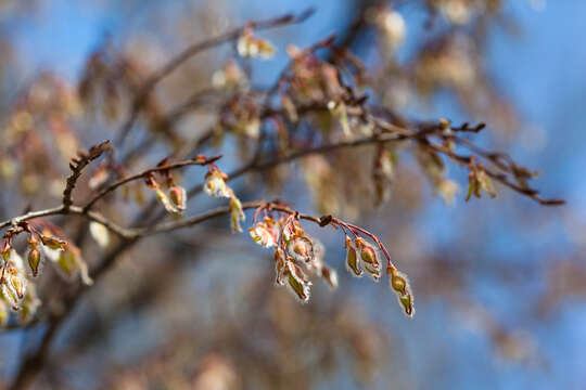 Image of American elm