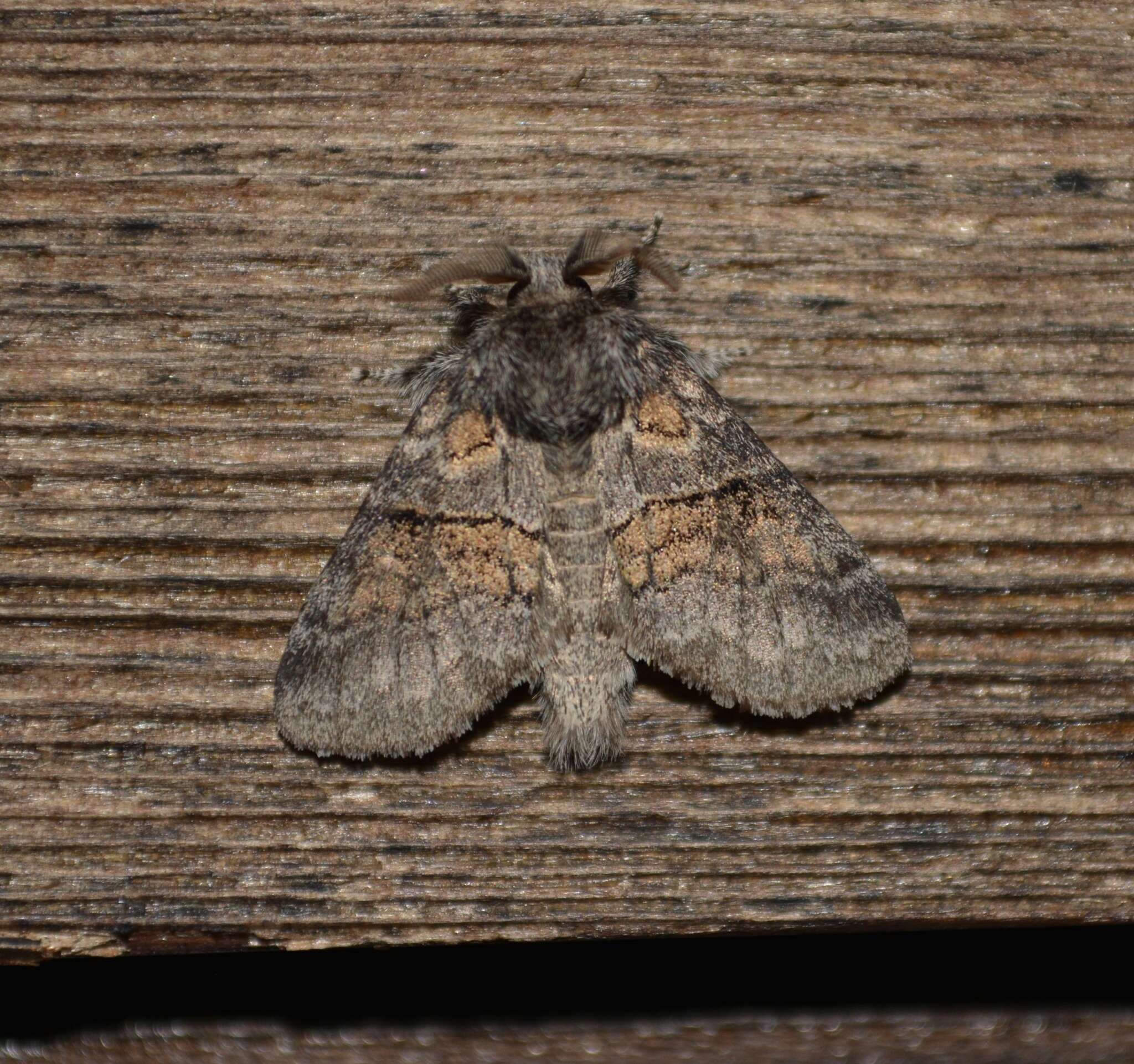 Image of Small Pebble, Common Gluphisia