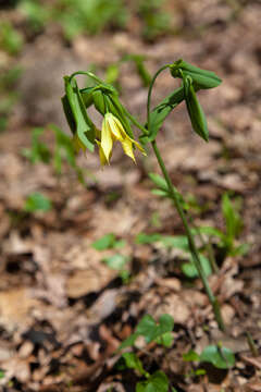 Image de Uvularia grandiflora Sm.