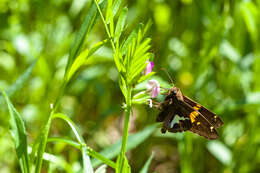 Image of Silver-spotted Skipper