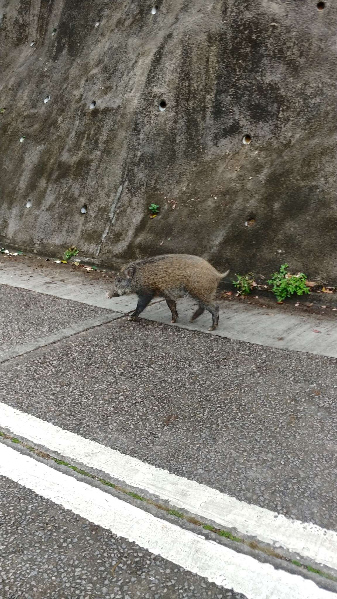 Imagem de Sus scrofa moupinensis Milne-Edwards 1871