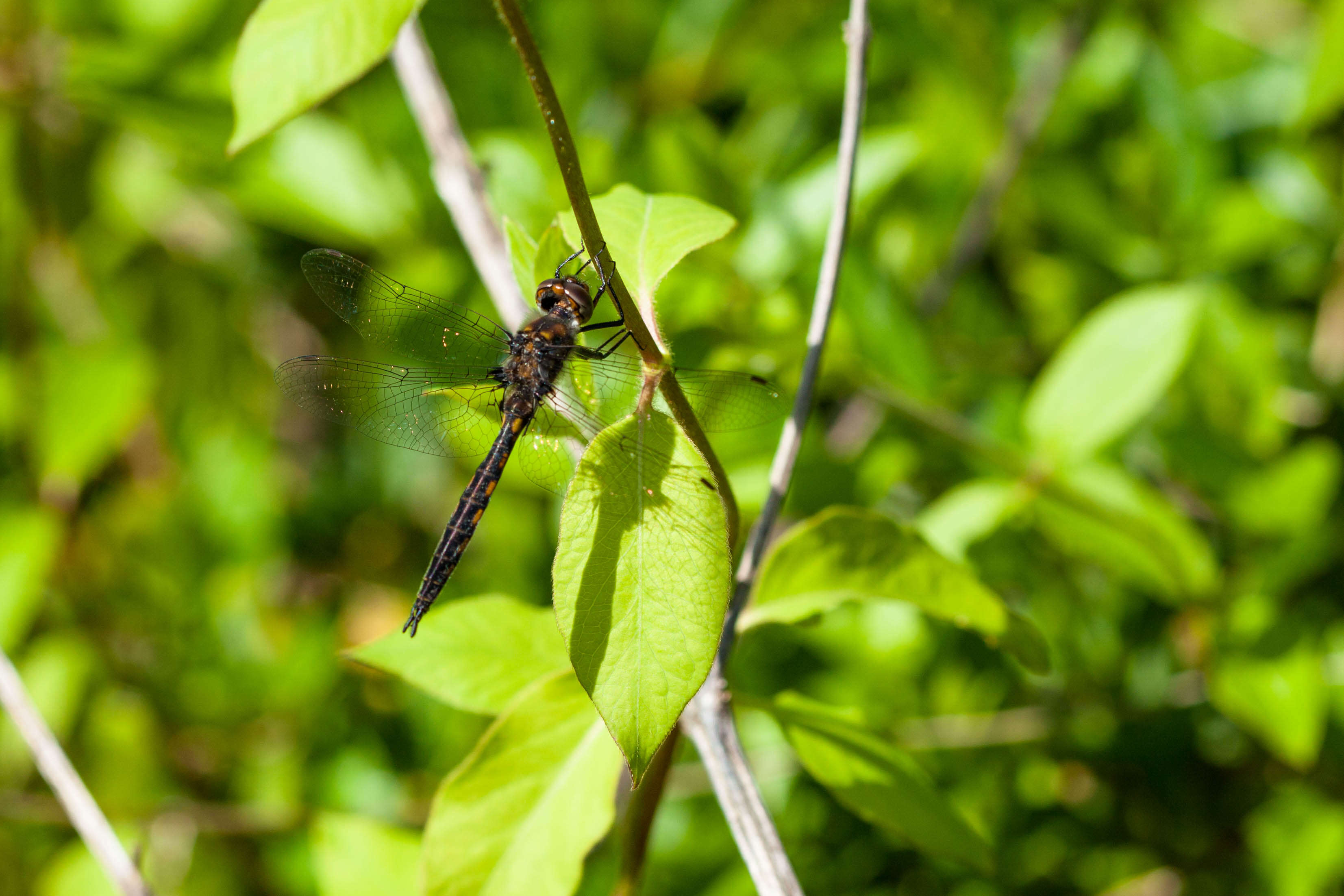 Image of Common Baskettail