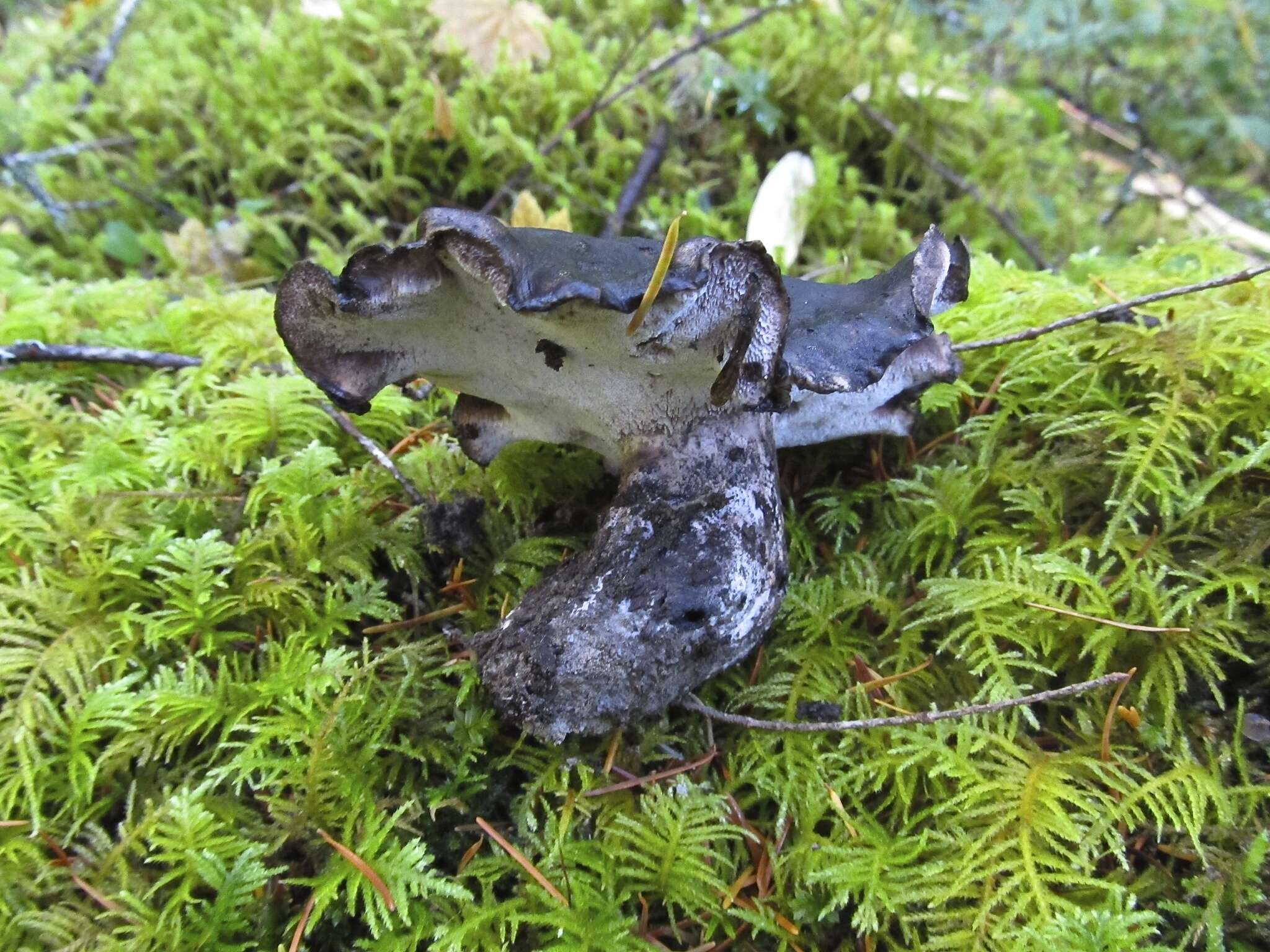 Image de Polypore blanc-et noir