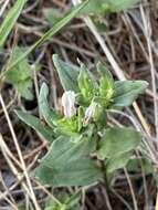 Imagem de Spigelia hedyotidea A. DC.