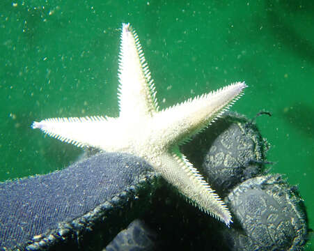 Image of Astropecten verrilli