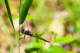 Image of Common Baskettail