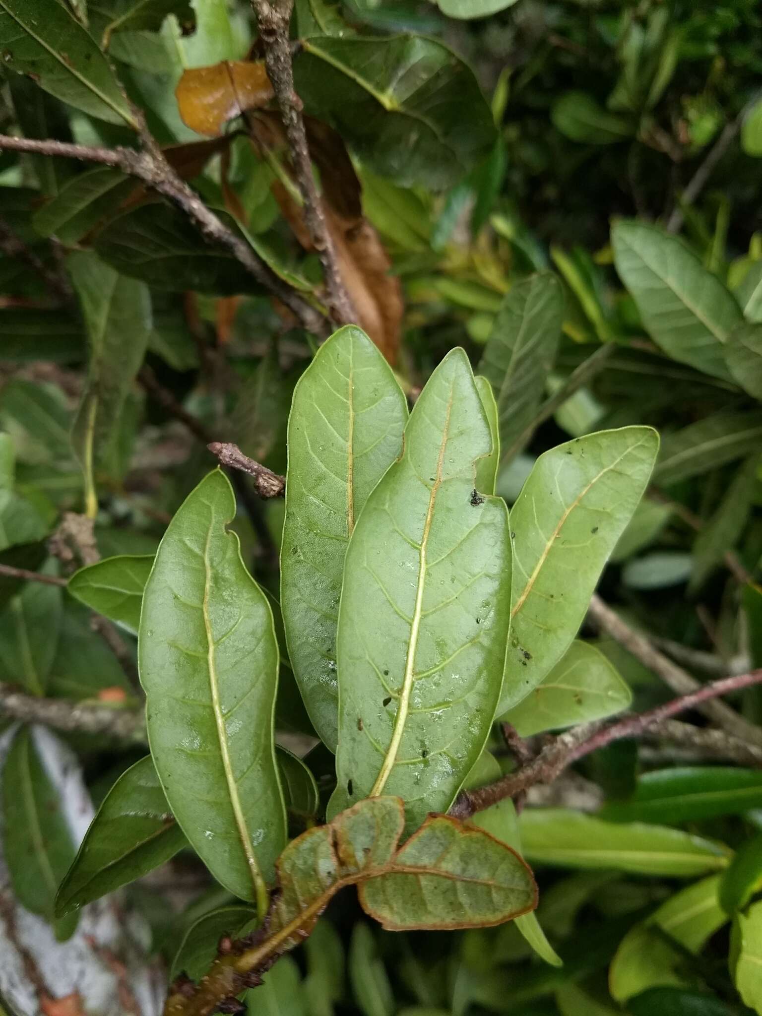 Image of Quercus sapotifolia Liebm.