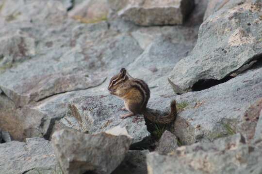 Image of Townsend’s Chipmunk