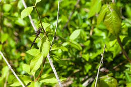 Image of Common Baskettail