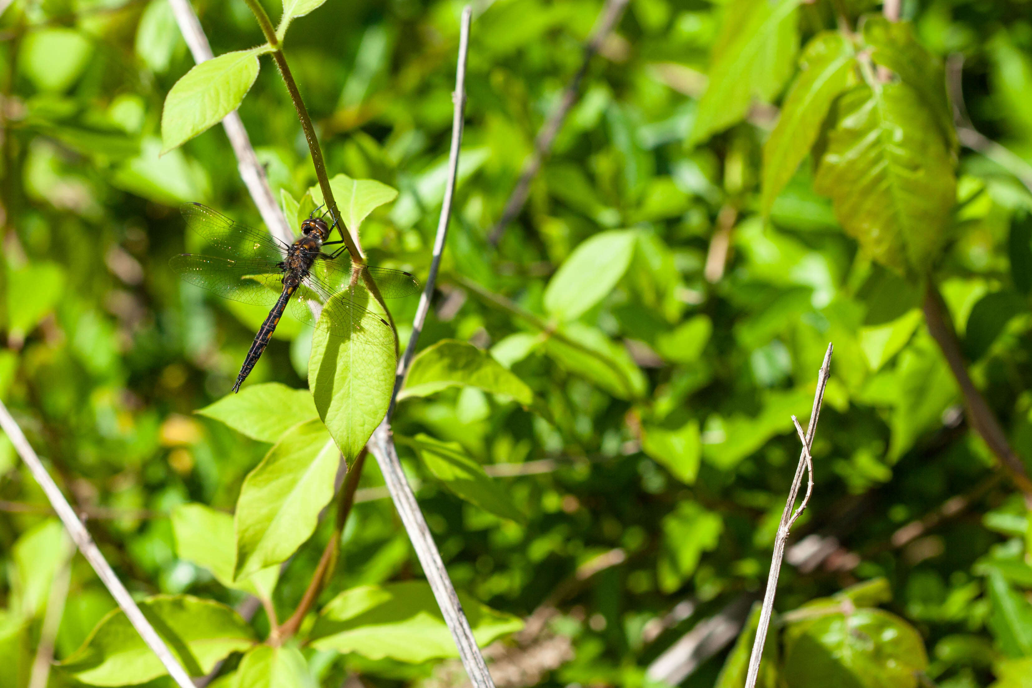 Image of Common Baskettail