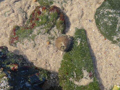 Image of woolly hermit crab