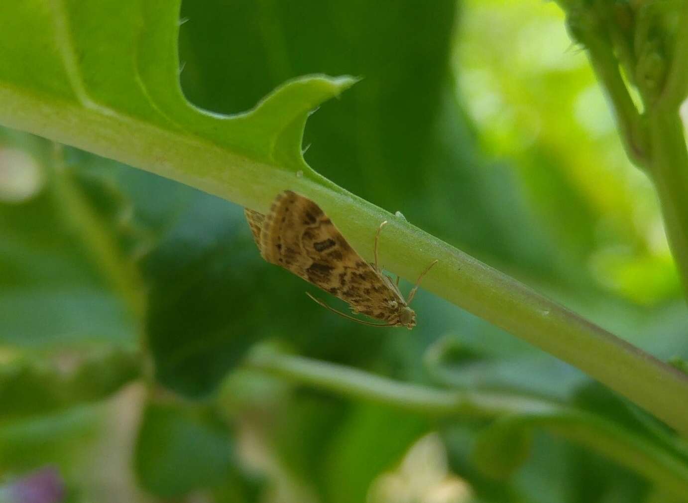 Image of Cabbage Webworm moth