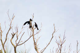 Image of Common Grackle