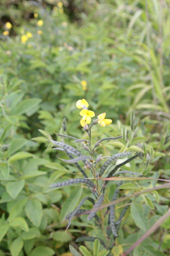 Image of Thermopsis lupinoides (L.) Link